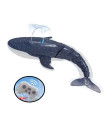 R/c Whale